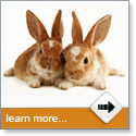 Servers or Rabbits?
